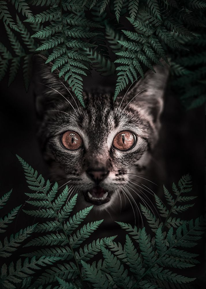 Kitty Cat art print by Al Barizi for $57.95 CAD