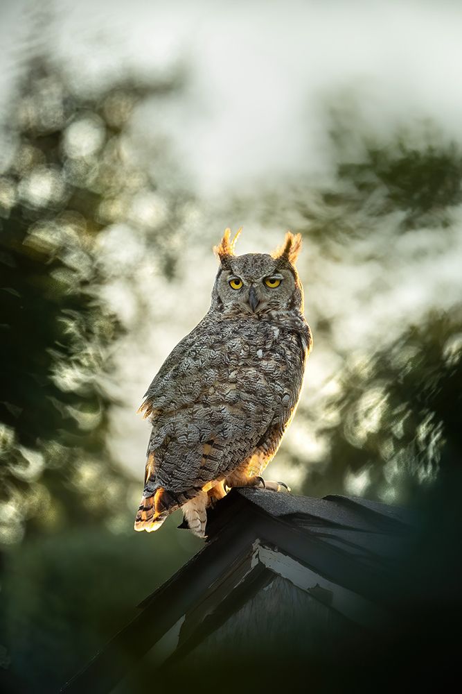 Perched Under Sunset art print by Jinchao Lyu for $57.95 CAD