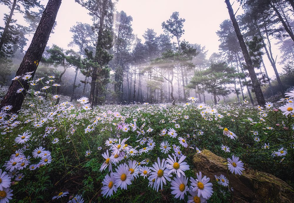 Siberian Chrysanthemum Habitat art print by Tiger Seo for $57.95 CAD