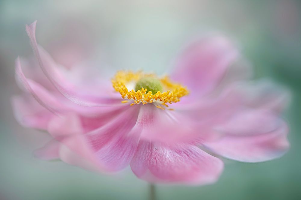 Drift art print by Jacky Parker for $57.95 CAD
