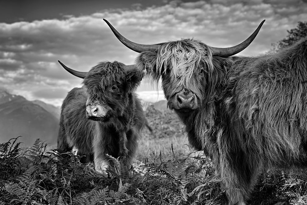 Friends by Roland Weber