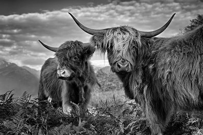 Friends by Roland Weber