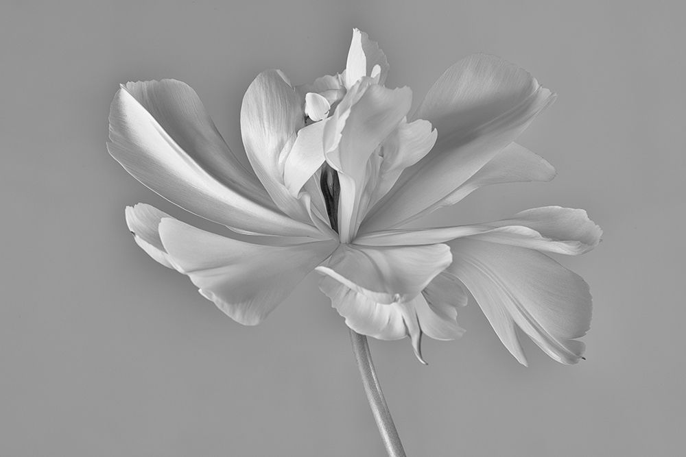 Tulip Exotic Emperor Ii) art print by Penny Myles for $57.95 CAD