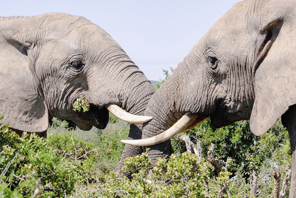 Elephants art print by Dirk Lombard for $57.95 CAD