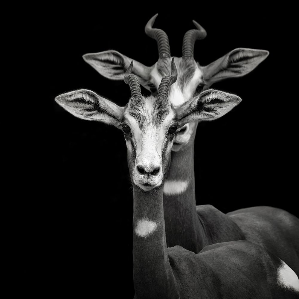 Mimicry - Nanger Dama Mhorr art print by Mathilde Guillemot for $57.95 CAD