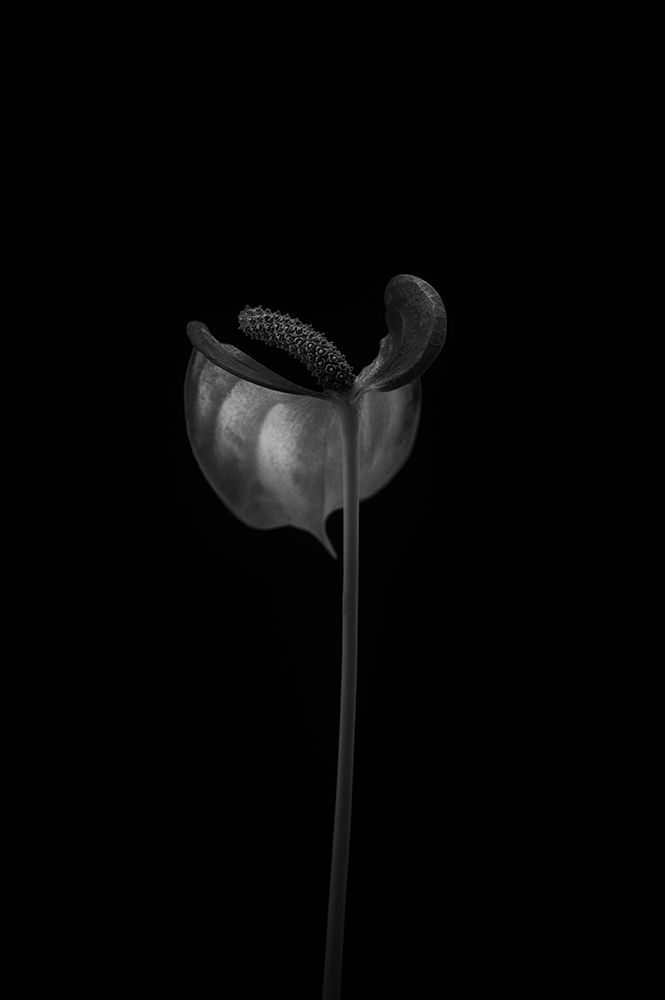 Anthurium art print by Lotte Gronkjar for $57.95 CAD