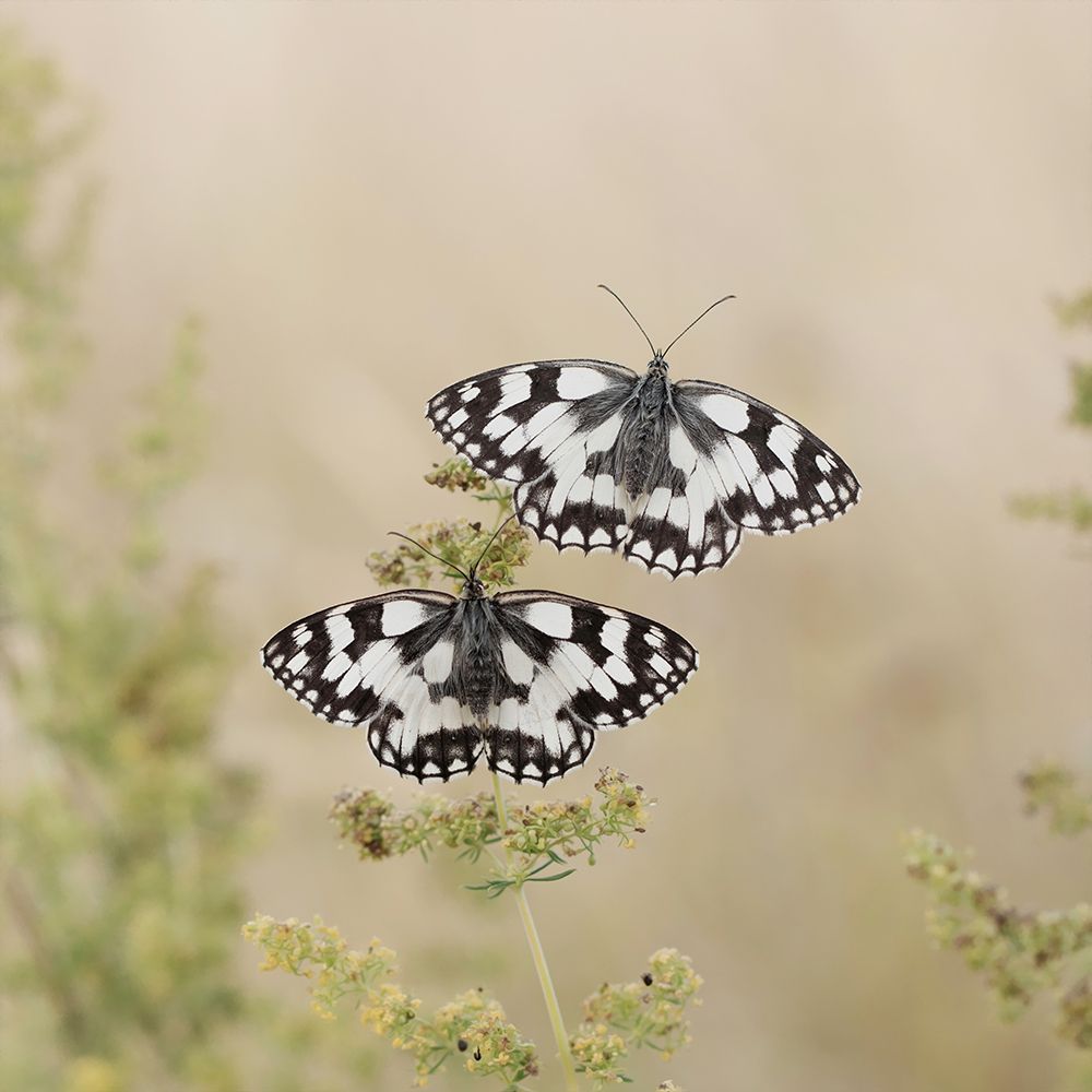 Two Is Better Than One art print by Daan De Vos for $57.95 CAD