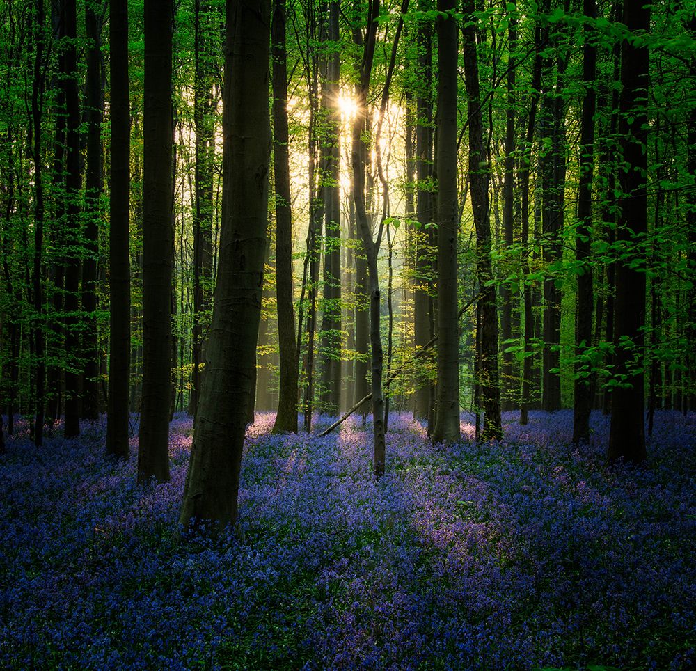 Purple Blue art print by Wim Denijs for $57.95 CAD