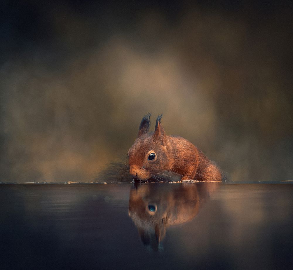 Thirsty Squirrel art print by Gert J Ter for $57.95 CAD