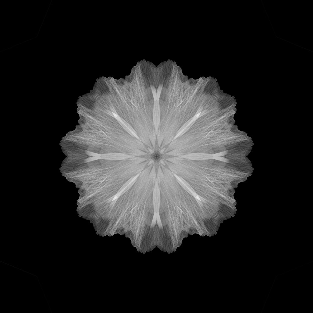 A Former Flower art print by Lotte Gronkjar for $57.95 CAD