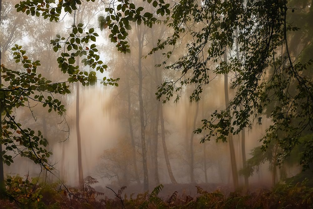 Green Curtains art print by Hilda Van Der for $57.95 CAD