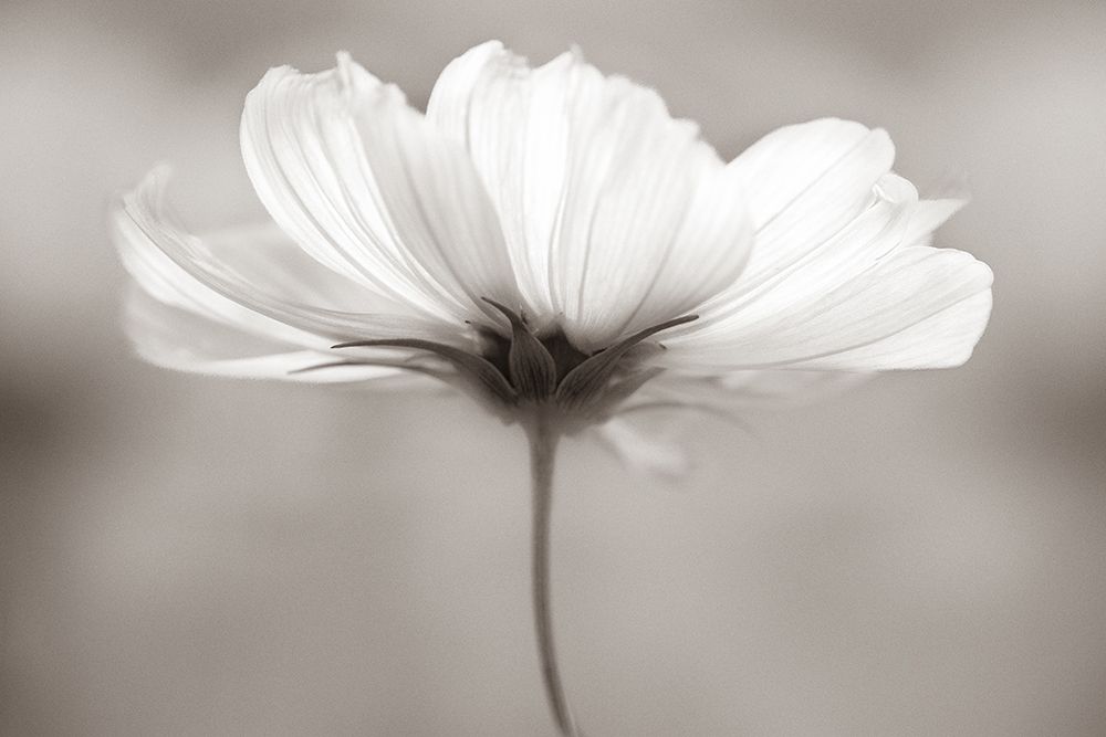 Cosmos art print by Penny Myles for $57.95 CAD