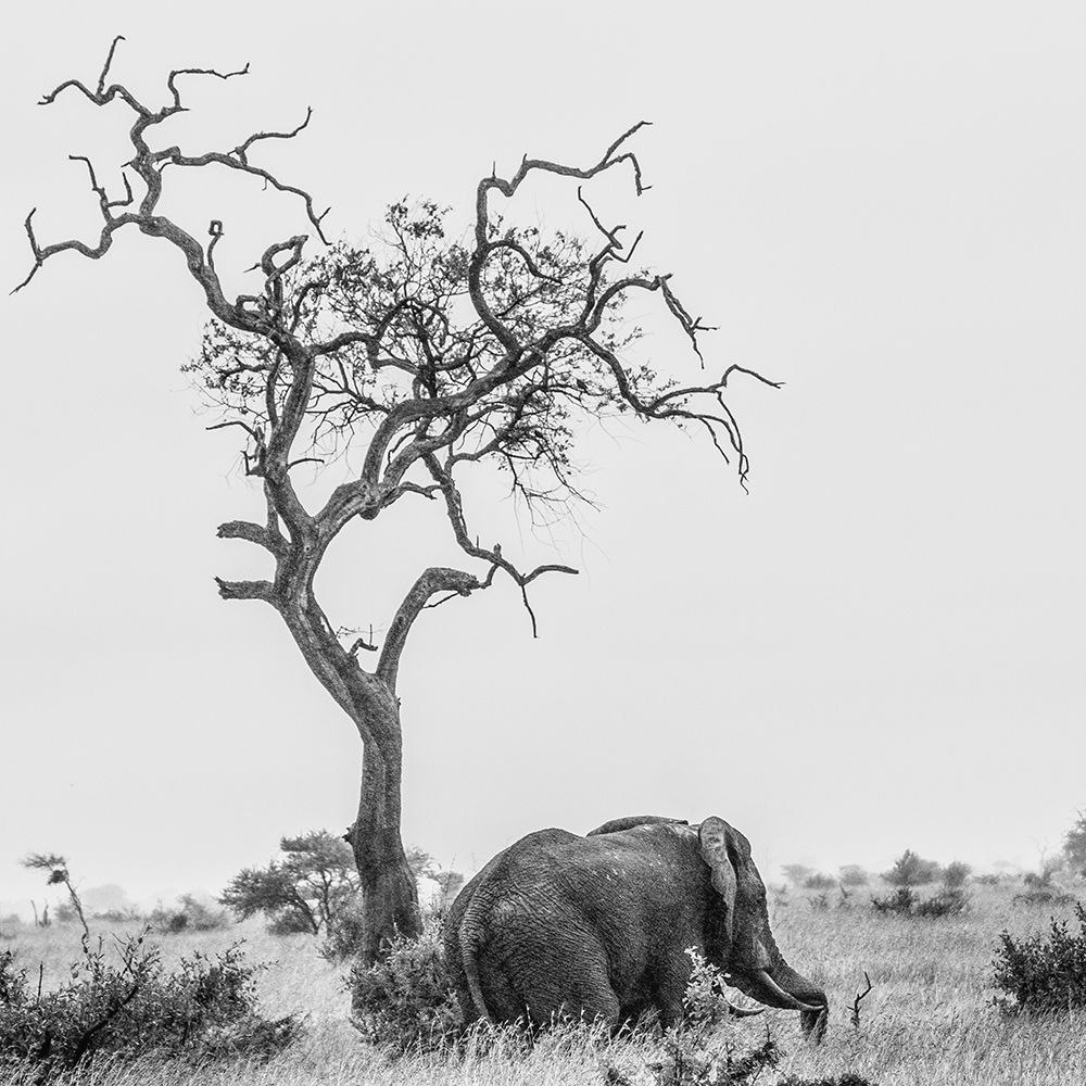 The Tree And The Elephant art print by Alberti Patrick for $57.95 CAD