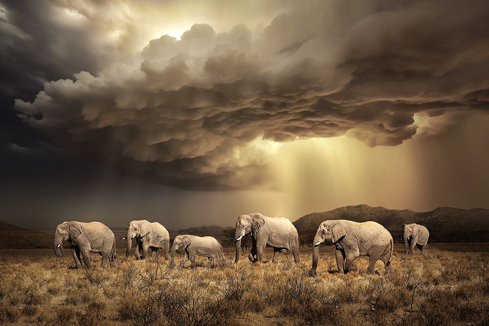 Freeelephants art print by Marcel Egger for $57.95 CAD