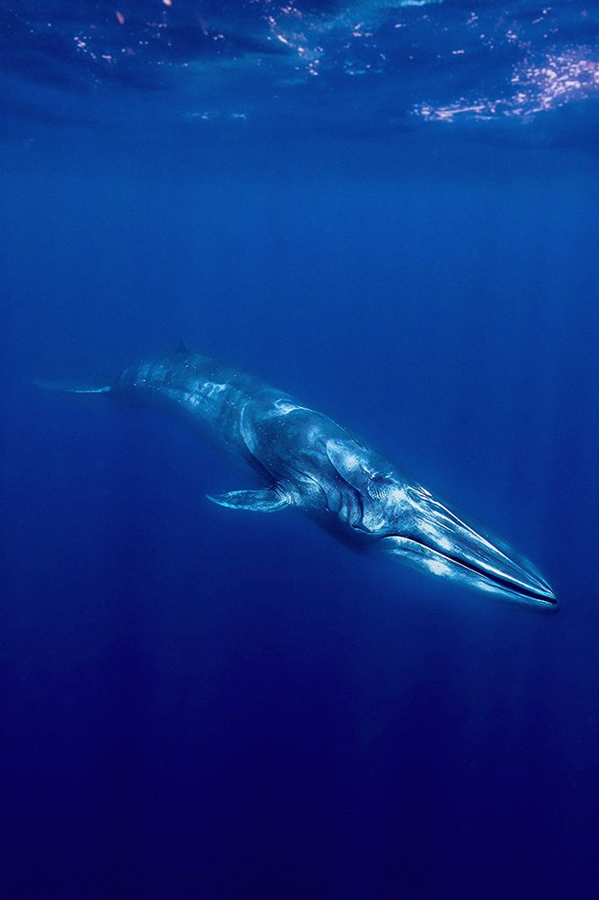Omura Whale art print by Serge Melesan for $57.95 CAD