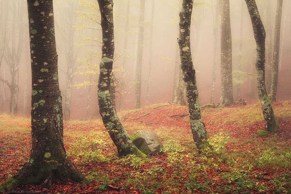 Signs of autumn art print by Andrea Maestosi for $57.95 CAD
