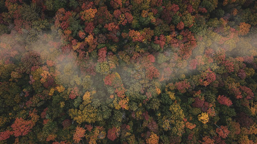 Foggy Autumn art print by Carby Wu for $57.95 CAD