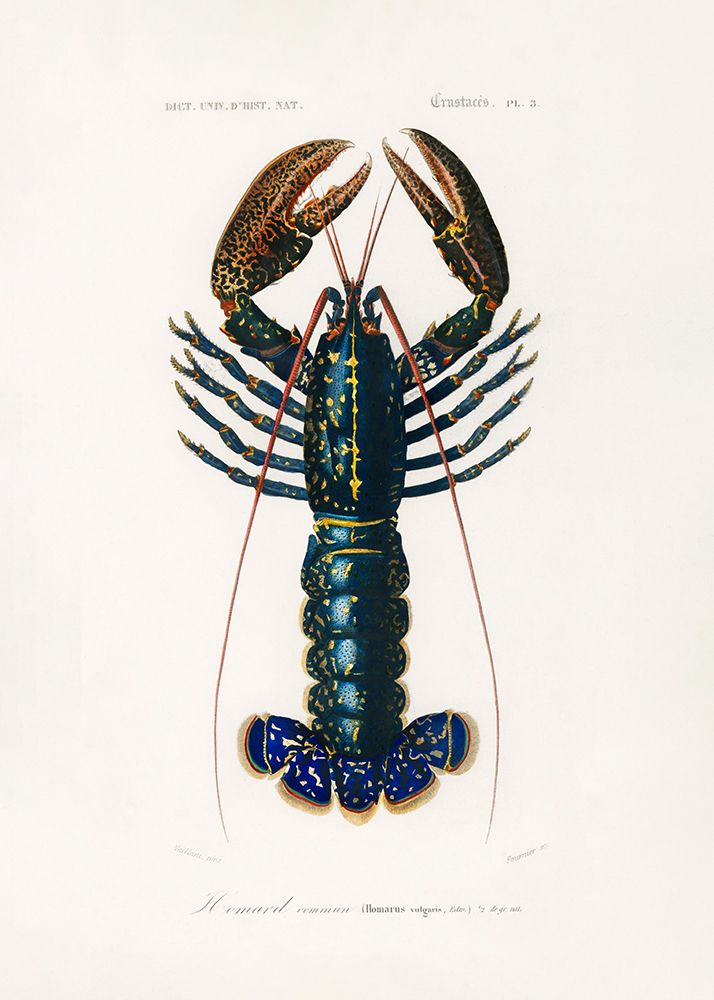 Crimson Crawfish art print by Pictufy for $57.95 CAD