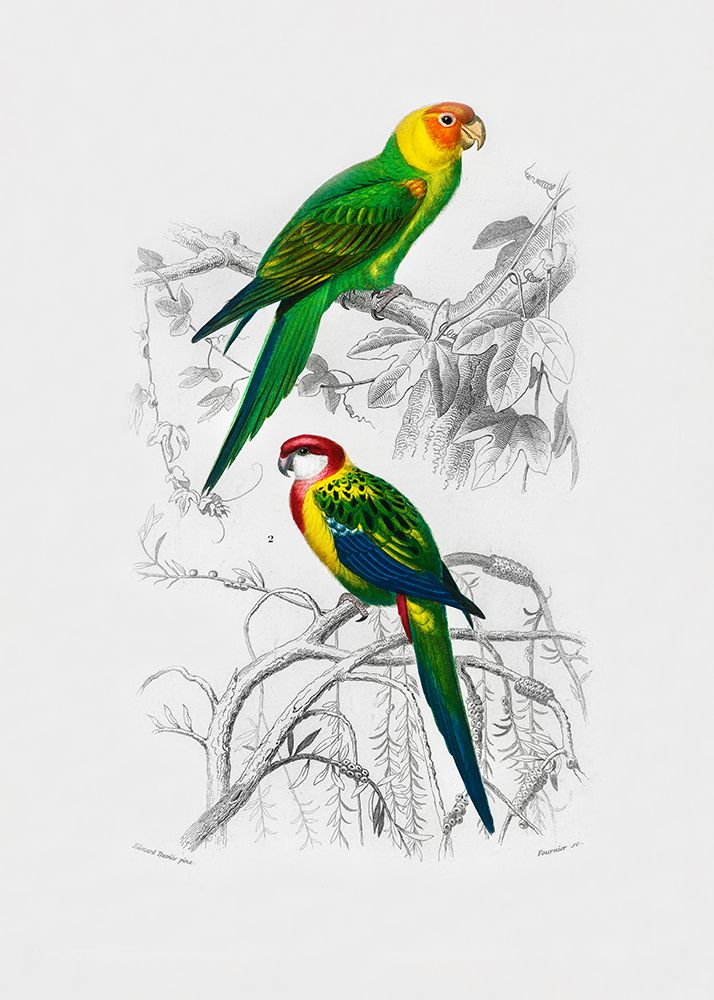 Birds art print by Pictufy for $57.95 CAD