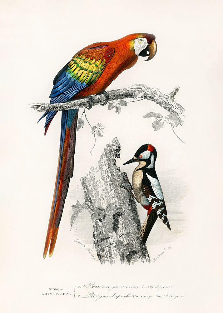 Birds Ii art print by Pictufy for $57.95 CAD