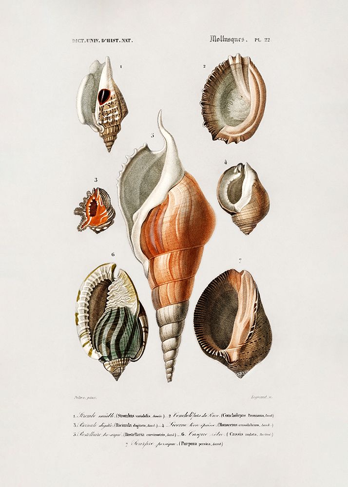 Different Types Of Mollusks art print by Pictufy for $57.95 CAD