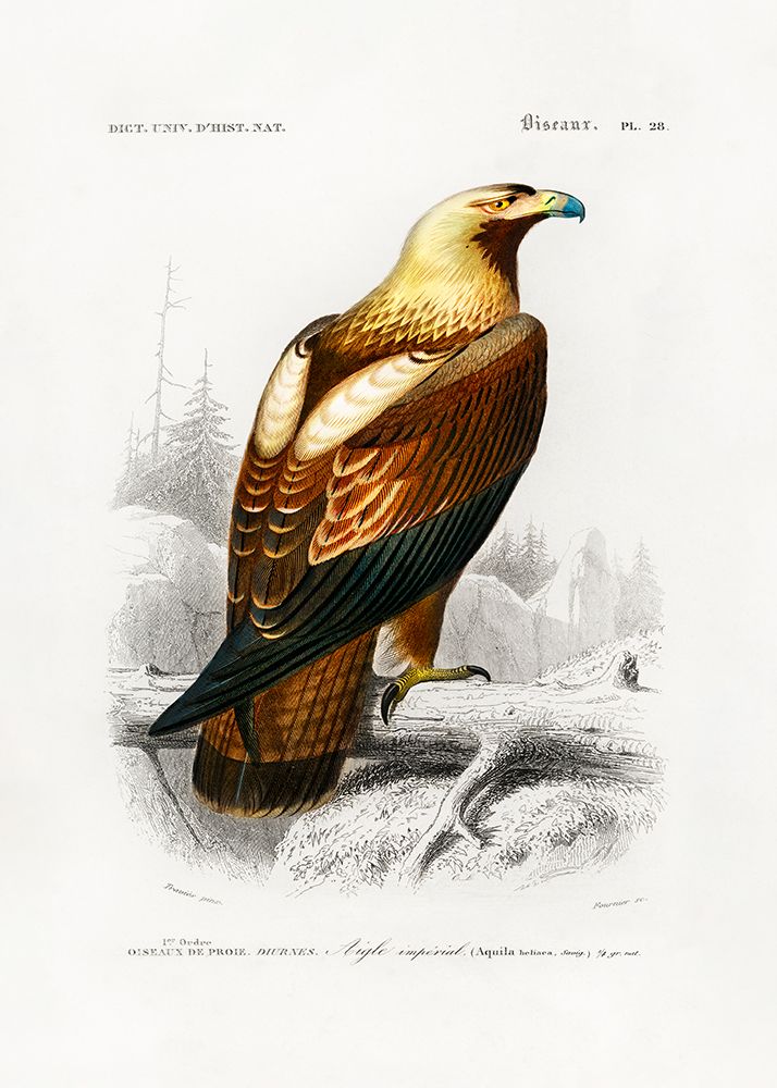Eastern Imperial Eagle art print by Pictufy for $57.95 CAD