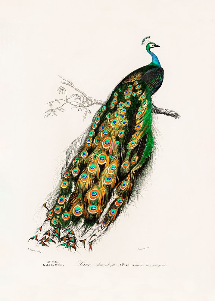 Indian Peafowl Peacock art print by Charles D. Dessalines for $57.95 CAD
