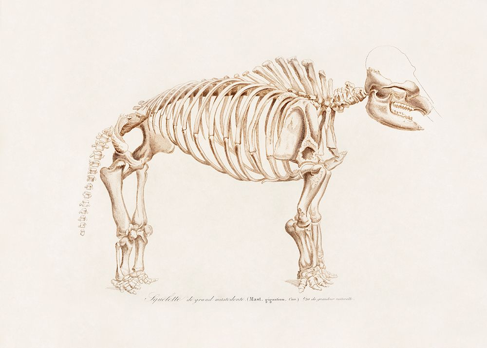 Mamoth (mammut) art print by Charles D. Dessalines for $57.95 CAD