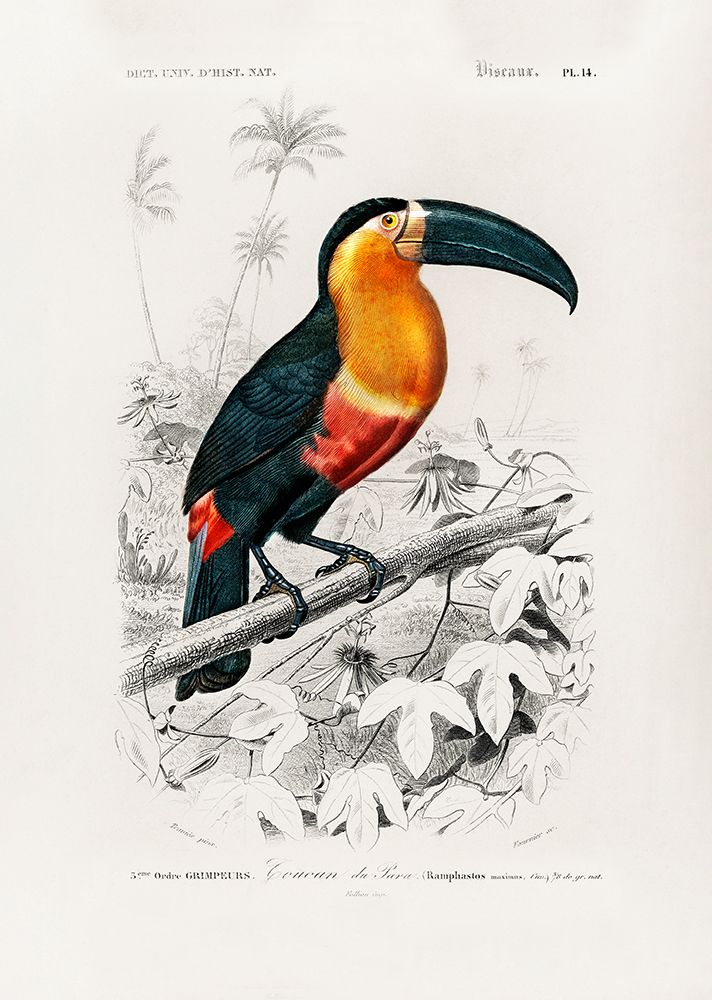 Toucan (Ramphastos) art print by Pictufy for $57.95 CAD