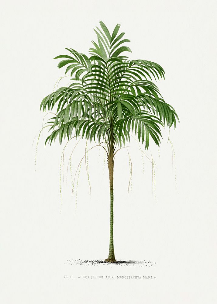 Ii Areca Monostachya art print by Pictufy for $57.95 CAD