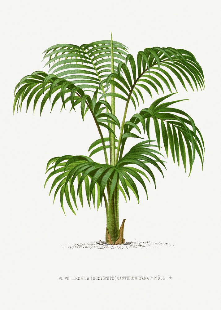 Kentia Vii art print by Pictufy for $57.95 CAD