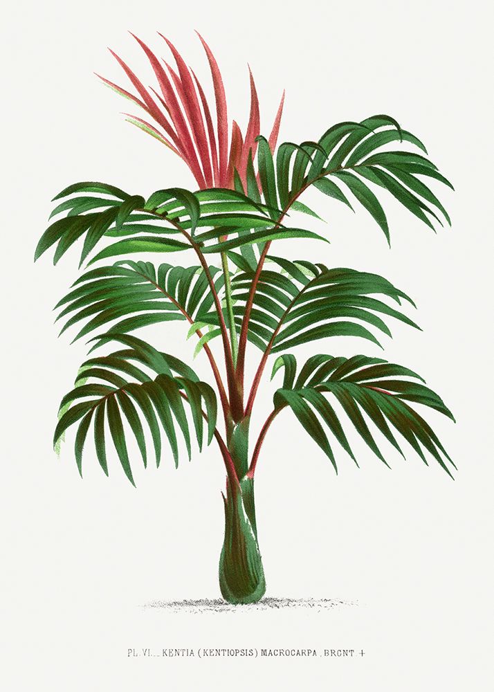 Kentiopsis art print by Les A. Plantes for $57.95 CAD