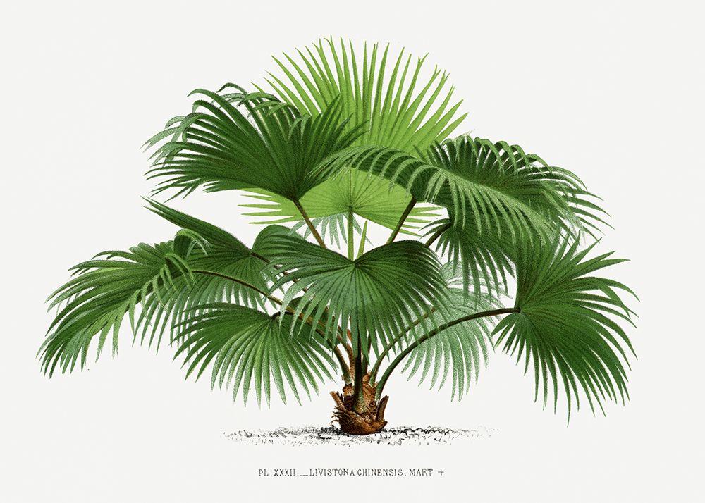 Livistona C art print by Pictufy for $57.95 CAD