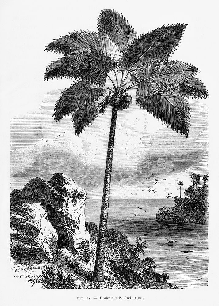 Vintage Palm Tree Drawing I art print by Pictufy for $57.95 CAD