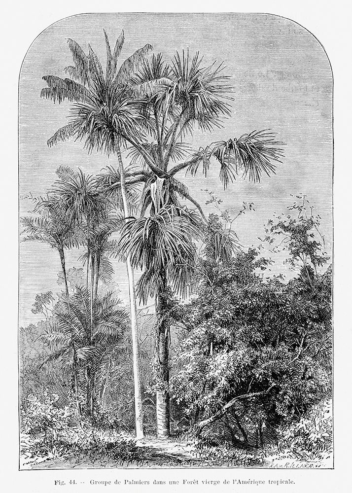 Vintage Palm Tree Drawing Iv art print by Pictufy for $57.95 CAD