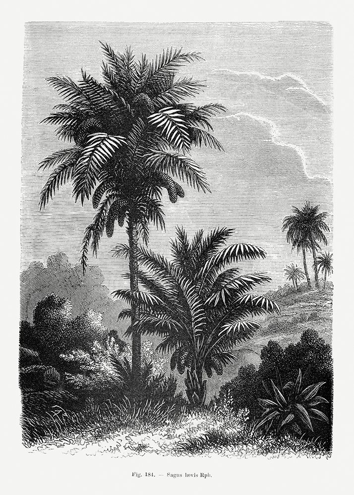 Vintage Palm Tree Drawing V art print by Pictufy for $57.95 CAD