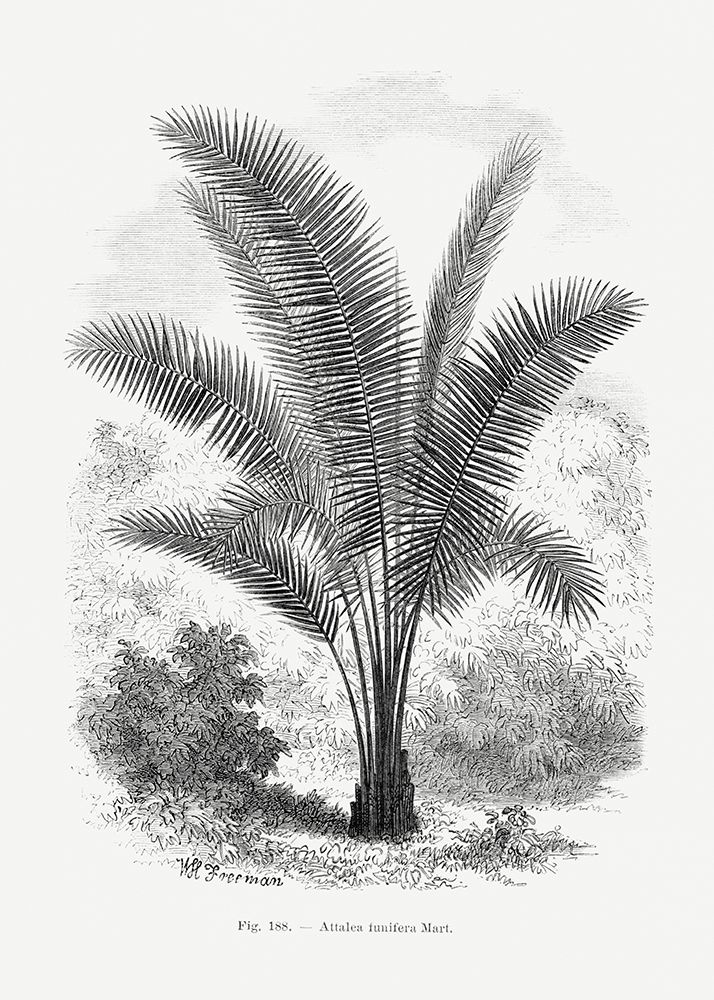 Vintage Palm Tree Drawing Vii art print by Pictufy for $57.95 CAD