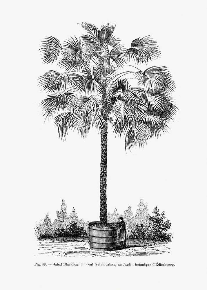 Vintage Palm Tree Drawing X art print by Pictufy for $57.95 CAD