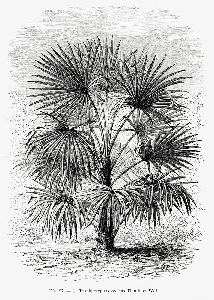 Vintage Palm Tree Drawing Xi art print by Pictufy for $57.95 CAD