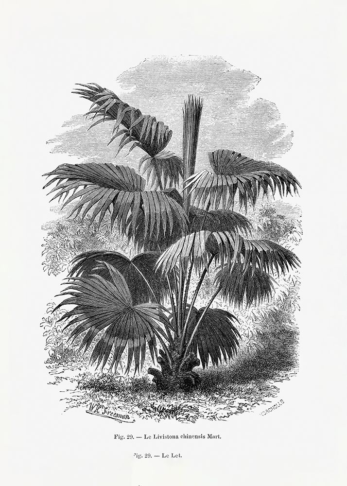 Vintage Palm Tree Drawing Xii art print by Pictufy for $57.95 CAD