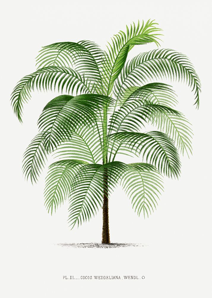 Xi Cocos Weddeliana art print by Pictufy for $57.95 CAD