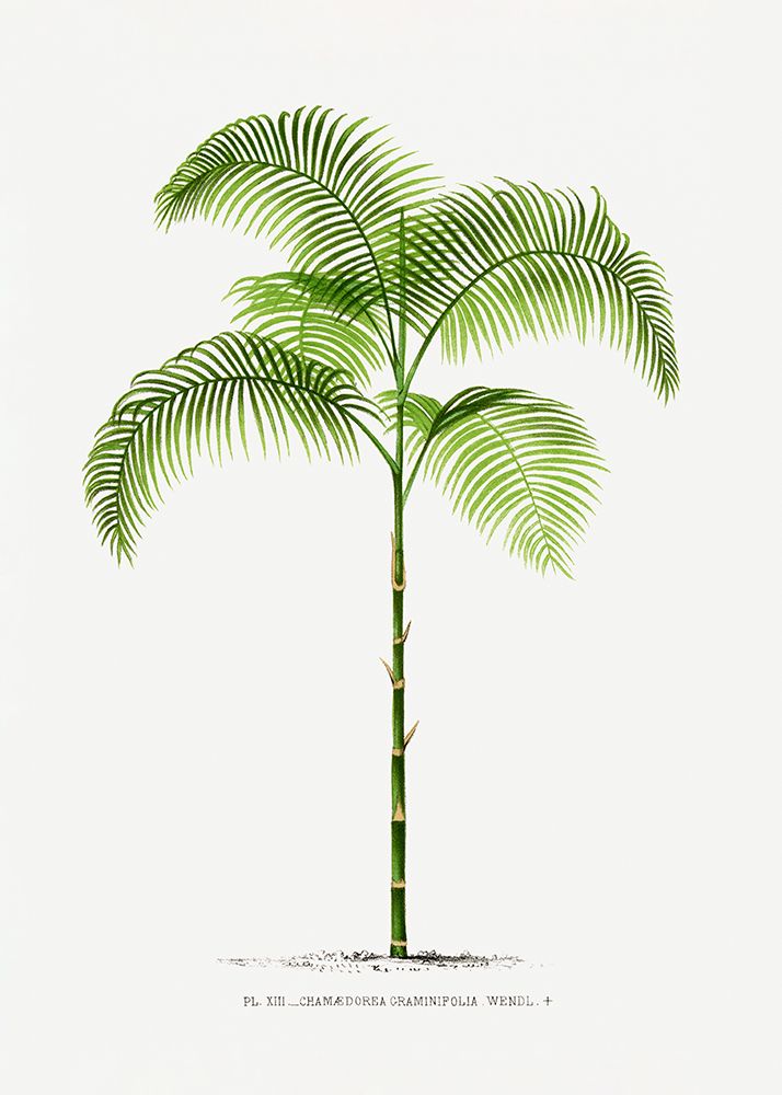 Xiii Chamaedorea G art print by Pictufy for $57.95 CAD
