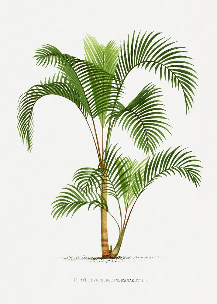 Xvi Hyophorbe I art print by Pictufy for $57.95 CAD