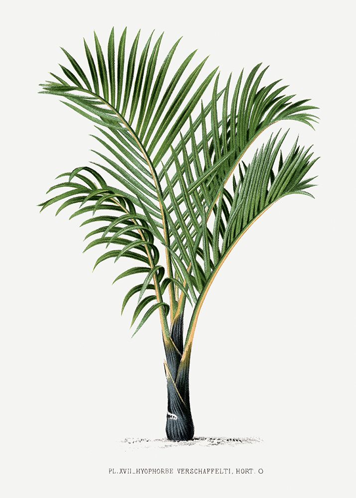 Xvii Hyophorbe V art print by Pictufy for $57.95 CAD