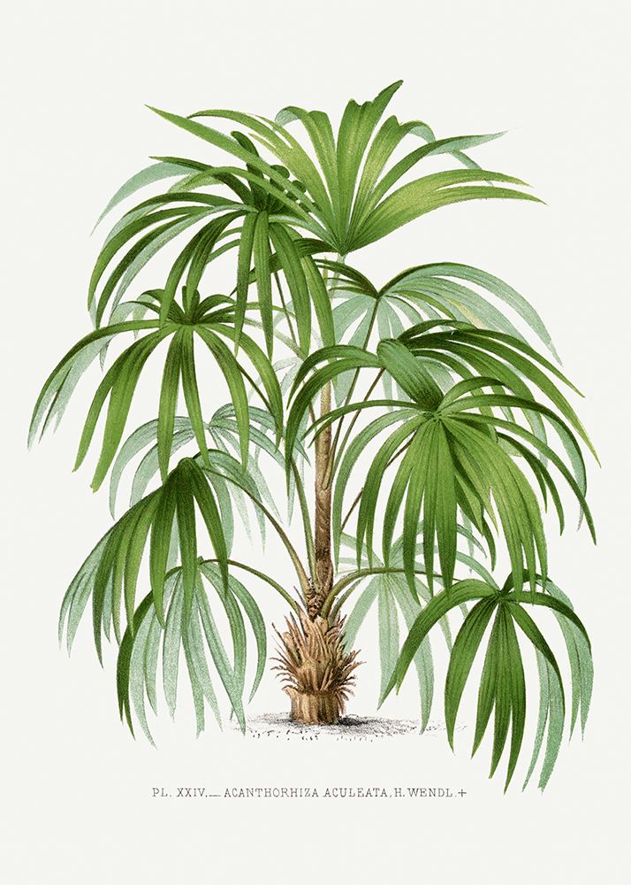 Xxiv Acanthorhiza Aculeata art print by Pictufy for $57.95 CAD