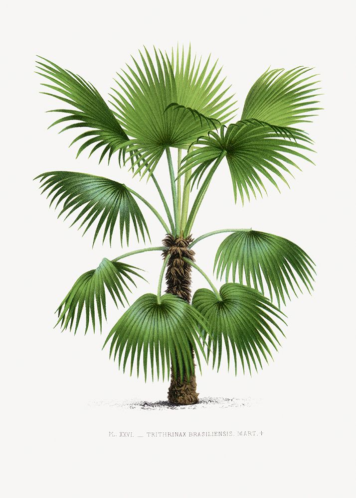 Xxvi Trithrinax B art print by Pictufy for $57.95 CAD