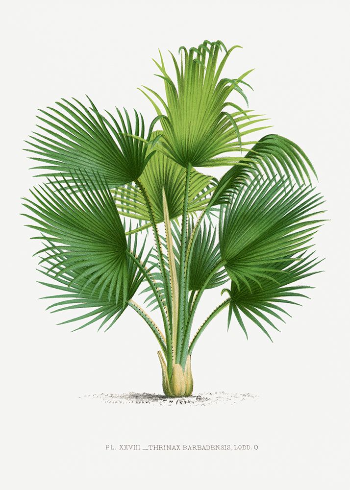 Xxvii Thrinax B art print by Pictufy for $57.95 CAD