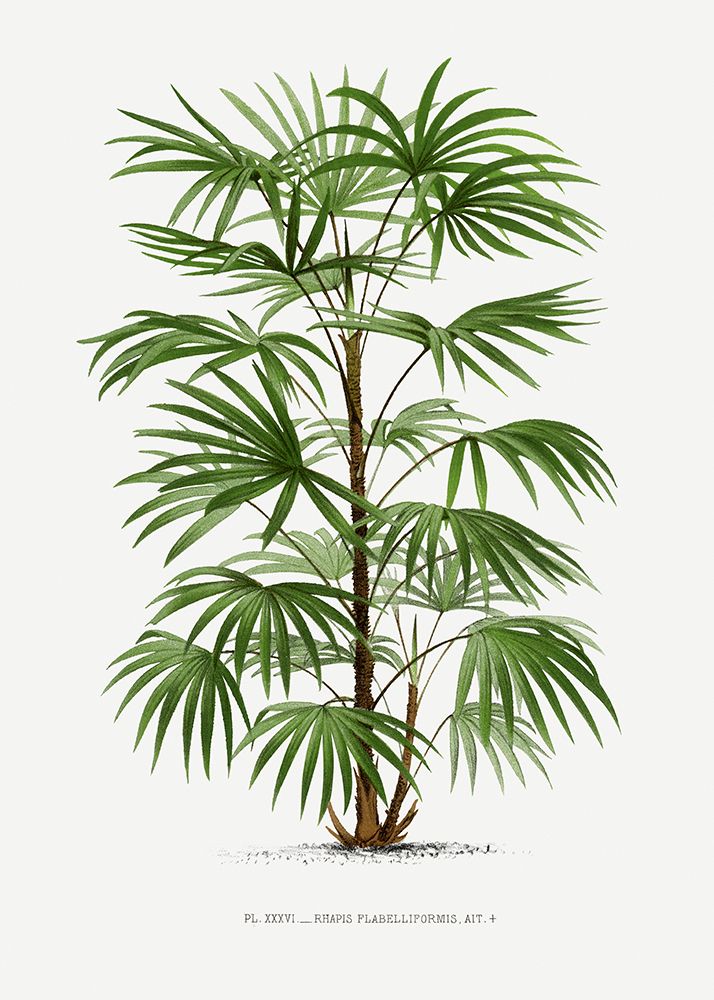 Xxxvi Rhapis F art print by Pictufy for $57.95 CAD