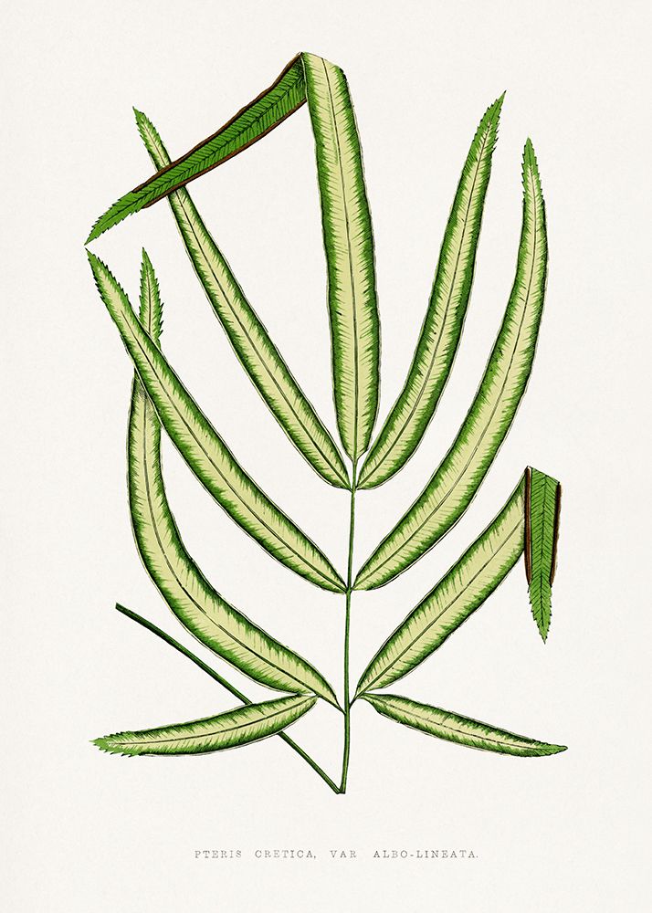 Pteris Cretica Leaf Illustration art print by Les A. Plantes for $57.95 CAD