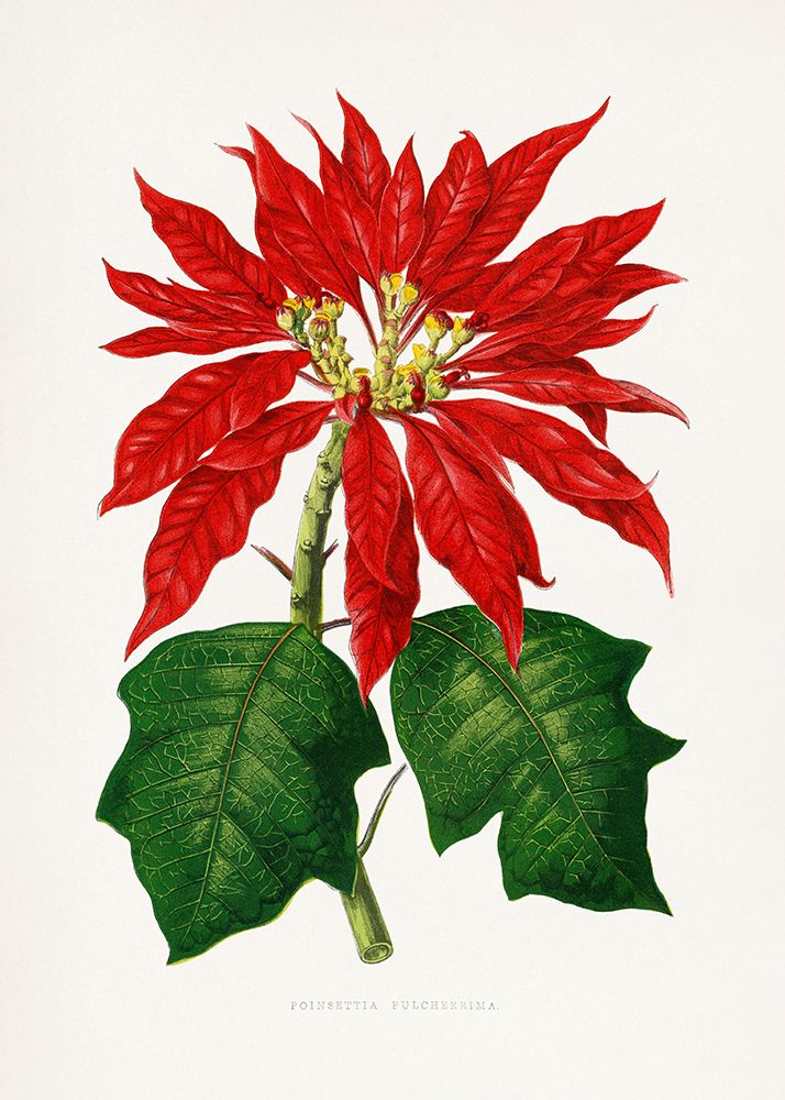 Poinsettia Pulcherrima Leaf Illustration art print by Les A. Plantes for $57.95 CAD